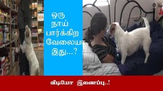 ஒரு நாய் பாக்கிற வேலையா இது....?/what is doing this dog..?