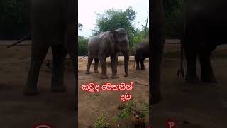 කතා කරාට ඇහෙන් නැද්ද #biutiful #elephant