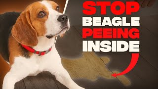 How To Potty Train Your Beagle Puppy (2021 Upd.)