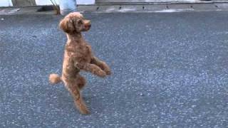 トイプードル・二足歩行で散歩　Standing \u0026 Walking Toy Poodle (part 1)