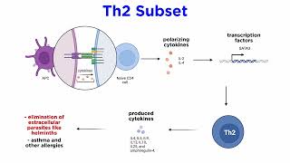 CD4+ T Cells
