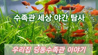 우리집 수족관 야간탐사  - 딩동수족관 수초어항 자연생태수족관 물생활