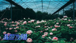 他们把牡丹花开发出了新功能，喜欢种植牡丹花的小伙伴快来了解一下！|「我爱发明」20221028