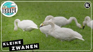 Zijn er minder kleine zwanen? | TV | Vroege Vogels