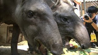 もうすぐ敬老の日　池田動物園のバク夫婦をサツマイモケーキでお祝い　岡山市