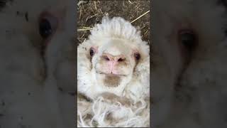 Sheep laugh funny sound