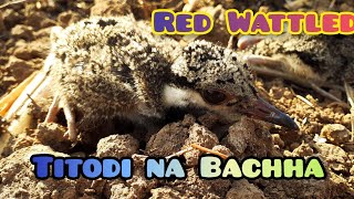 Titodi na Bachha !! Red Wattled !! By Tour Adventure,#Titodi na Bachha #Touradventure