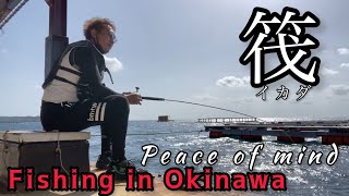 【沖縄】手ぶら釣行Fishing in Okinawaイカダ釣り