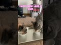 【おはぼた】あけましておめでとうございます！ 猫動画 三毛猫 サバトラ halcali マーチングマーチ