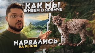 НАРВАЛИСЬ НА РЫСЬ В ЛЕСУ! КАК МЫ ЖИВЕМ В ЯРЕМЧЕ