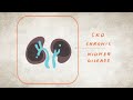 What is Kidney Disease? | The Kidney Disease, Heart Disease, and Diabetes Connection | NKF