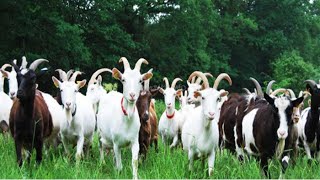 Modern Goat Milking, Goat Farming Technology - Goat Meat Cutting in Factory - Goat Cheese Processing