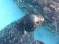 ゼニガタアザラシの親子（harbor　seal）２０（札幌円山動物園）