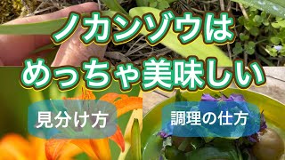 【野草術】ノカンゾウとムラサキハナナの春煮　3月～4月食べられる野草レシピ　\