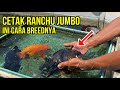 Cetak Ranchu Jumbo, Ini Rahasia Breed Mas Koki dari Brian Reivan