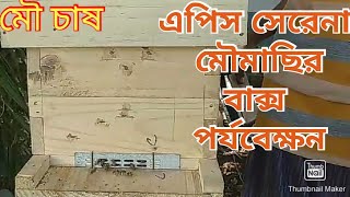 দেশী খুদে মৌমাছি ||এপিস সেরেনা মৌমাছির বাক্স পর্যবেক্ষন।