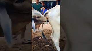 Cow mating close up slow motion | #mating #cow #animalmating