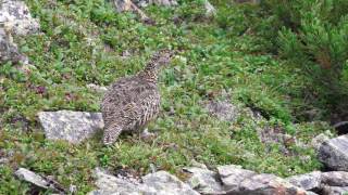 4K　大仙丈ヶ岳の雷鳥親子２