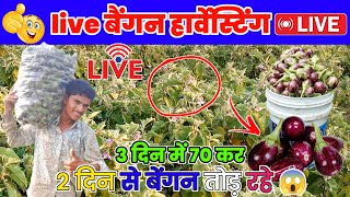 🛑 live kheti video baingan harvesting live video 🍆 harvesting live video लाइव बैंगन 🍆