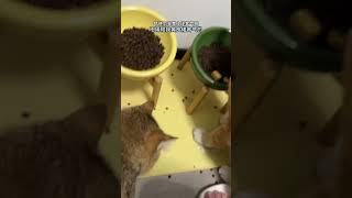 黄皮佬：脚短短仲识争食喔 #cat #pets #喵星人 #cute #喵 #funnycats #貓咪 #貓