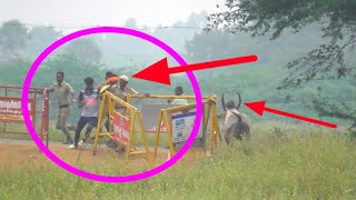 போலீசை விரட்டிய போது குறுக்க வந்த அக்காவ பாயிந்த காளை😱|jallikattu|jallikattu video|jallikattu 2025