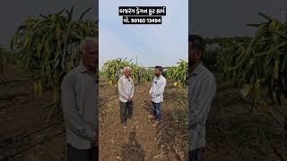 ડ્રેગન ફ્રૂટની ખેતી 🌱