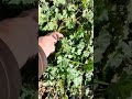 removing roots common mallow plant common mallow agriculture farming