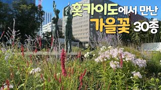 홋카이도에서 자연스럽고 세련된 정원 꾸미기 아이디어를 얻어왔어요 | 홋카이도 가을꽃 여행