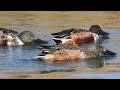 水鳥が綺麗な冬が来た（マガモ、ヒドリガモ、ハシビロガモ、カルガモ）