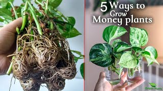 5 Ways to Create Stunning Money plant Decoration Ideas-Indoor Money plant growth hacks//GREEN PLANTS