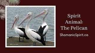 Animal Spirit Guide: The Pelican (Shamanic Power Animal). Pelican Symbolism