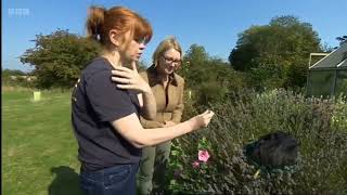 Rediscovery of rare bumblebee brings hope to South Kent