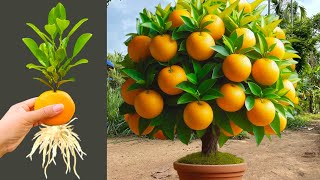 Great Technique For Grafting Oranges Trees Faster With Aloe Vera and Coca Cola