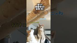 運気押上猫神社⛩️猫神様達の日常😺夜のアルフォンヌ様🐾後ろに誰かいてもよける気無し（笑）#猫のいる生活 #猫 #かわいい猫 #もてぎの猫 #猫神様達の日常 #運気押上猫神社 #白猫  #CapCut