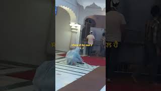 ਸਤਿਗੁਰ ਕੀ ਸੇਵਾ ਸਫਲ ਹੈ #ਵਾਹਿਗੁਰੂ #🙏🙏'#ਵਾਹਿਗੁਰੂ #shortvideo