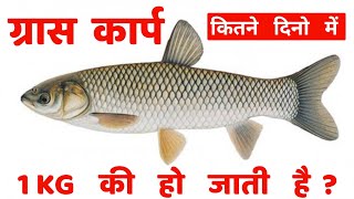 ग्रास कार्प कितने दिनो में 1 kg size की हो जाती है || grass carp machli palan || grass carp fish