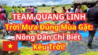 TEAM QUANG LINHTrời Mưa Đúng Mùa Gặt: Nông Dân Chỉ Biết Kêu Trời!