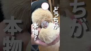 【ピッタリチャレンジ❗️】どっちが本物⁉️キンクマハムスター🐹