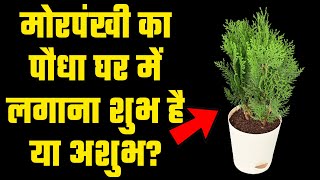 मोरपंखी (Thuja) का पौधा घर में लगाना शुभ है या अशुभ? जानिए