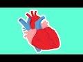 How the Heart Works for Kids |  Valentine's Day Biology | Anatomy for Kids