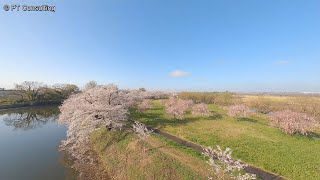 空撮　FPV  茨城県つくばみらい市「福岡堰の桜」　Aerial Shoot above Cherry blossoms at Fukuokazeki in Ibaraki, Japan