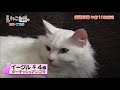 ねこ自慢＃9ご出演ニャンコたち【7月14日oa】