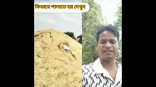 কিভাবে পালাতে হয় এই ভাইয়ের কাছ থেকে শিখে রাখ #reels #shorts