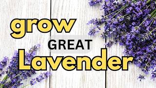 grow GREAT Lavender!  Propagation for seed or cutting, growing conditions and flowering / Garden