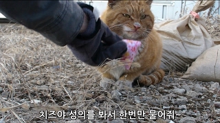 고양이들이 환장한다는 캣닢쿠션을 처음 본 길냥이 반응