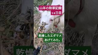 ヤギの除草記録14日目　つくしちゃんにエダマメあげてみた