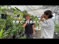 【観葉植物】フィロデンドロンの