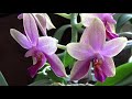 phalaenopsis sweet memory liodoro storczyk doskonały który kwitnie prawie cały rok.