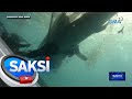 5 whale shark, na-trap sa fishing net; tinulungang makawala ng mga diver | Saksi