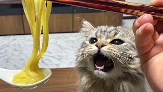 飼い主のらーめんが食べたいんです！